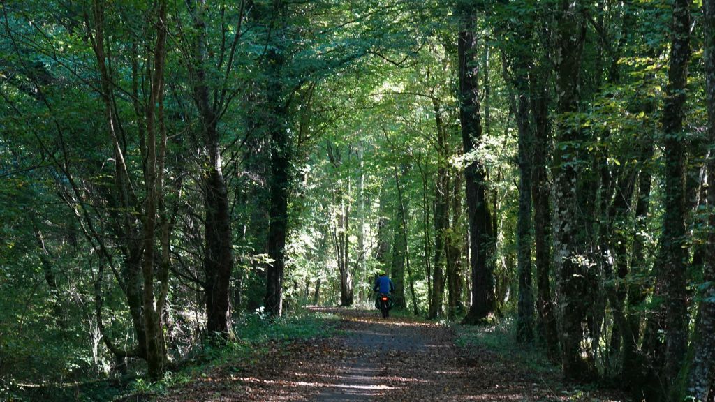 Dans le bois des Genêts